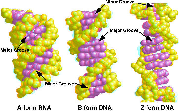 In DNA normal form, the two strands lie side by side in opposite 3' → 5' directions (antiparallel) bound together by hy…