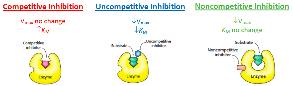 Inhibition: A/an noncompetitive inhibitor binds at the allosteric site, away from the active site.