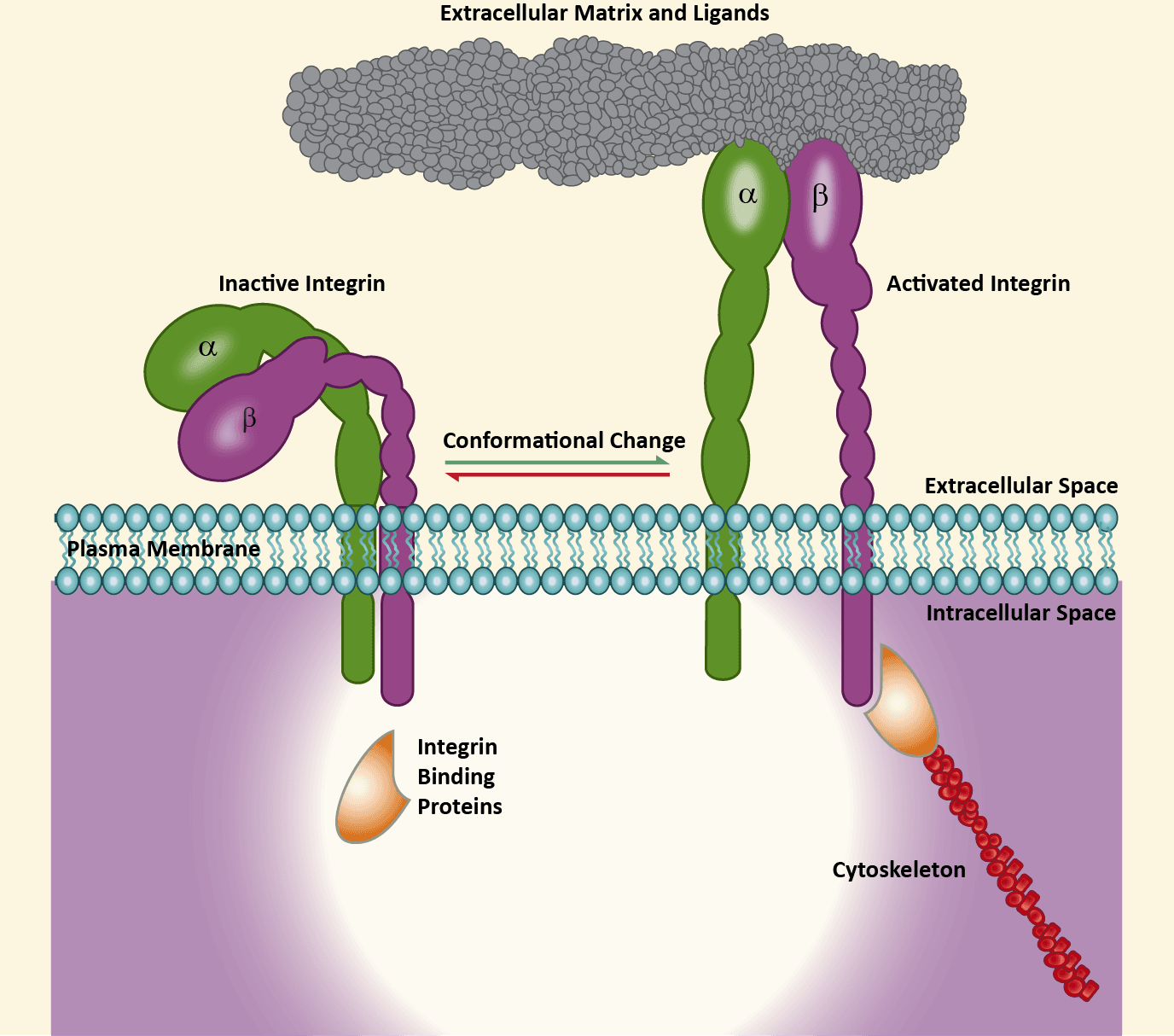 Integrins have two membrane-spanning chains and permit cells to adhere to proteins in the extracellular matrix.
