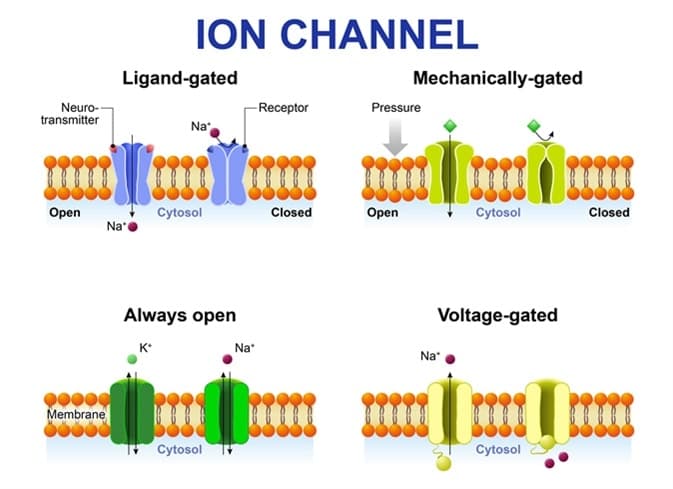 Ion channels are protein molecules that span across the cell membrane allowing the passage of ions from one side of the…