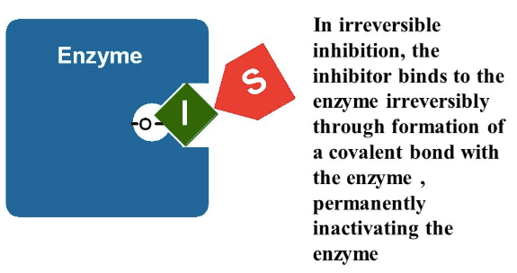 Irreversible Inhibition: An irreversible inhibitor is any inhibitor that covalently binds to the active site of some enzyme, thus eliminating it…