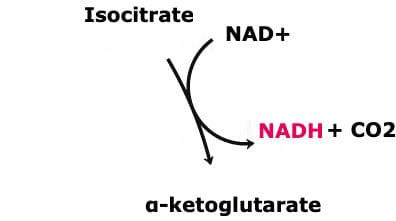 Isocitrate Dehydrogenase: The above reaction is from the citric acid cycle. The enzyme that catalyzes this reaction is ____.