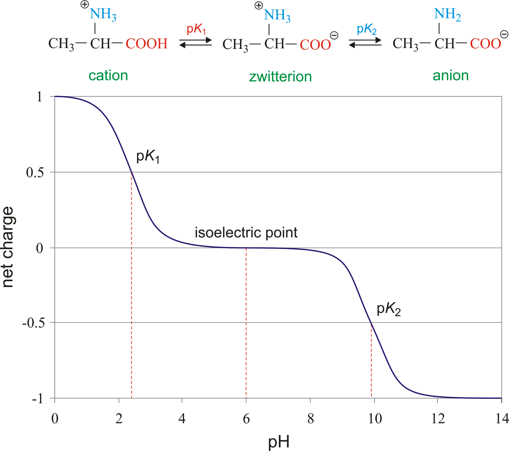 Isoelectric point is the pH at which an amino acid is in zwitterion form.