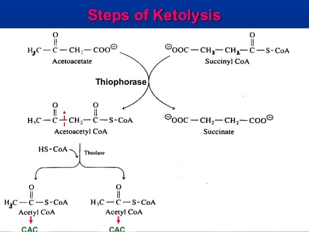 Ketolysis: Keto lysis regenerates acetyl-CoA for use as an energy source in peripheral tissues.