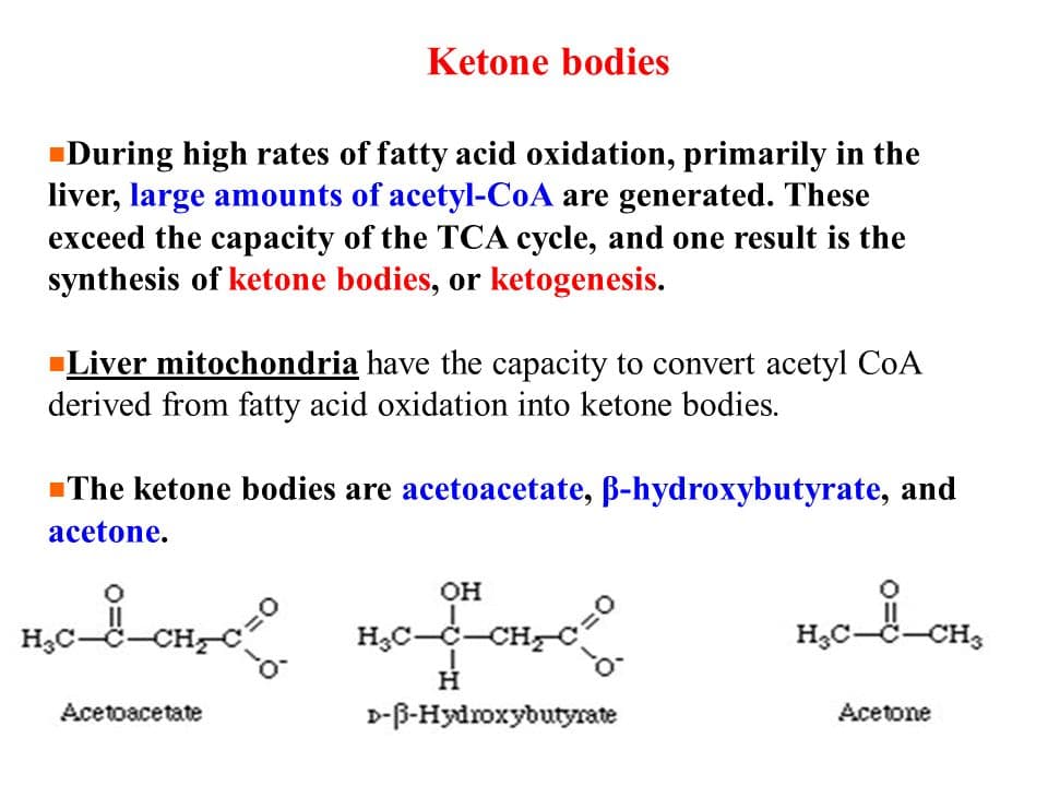 Ketone bodies are produced from acetyl-CoA, mainly in the mitochondrial matrix of liver cells when carbohydrates are so…