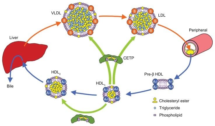 The main function of low-density lipoproteins (LDL) is to transport cholesterol to tissues.