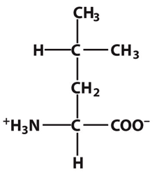 Leucine: This amino acid is ____.