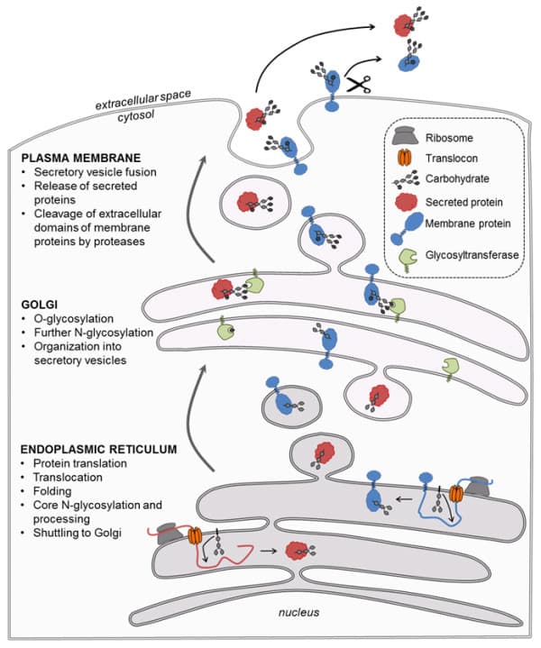 Addition of oligosaccharides as proteins pass through the ER and Golgi apparatus is usually to determine cellular desti…