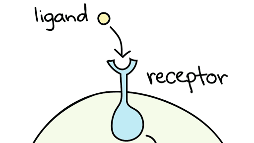 Extracellular ligands bind to membrane receptors and initiate a response within the cell