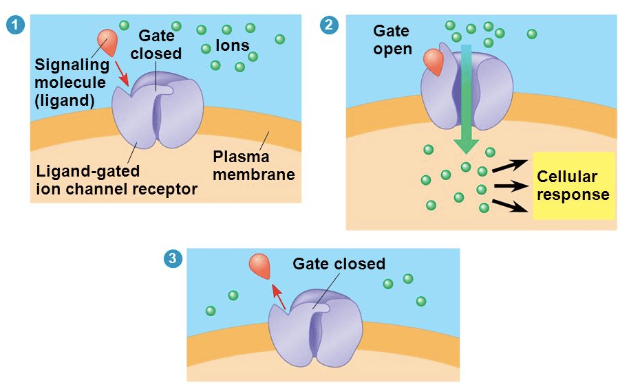 Ligand Gated Ion Channel: Ligand-gated channels open in the presence of a specific binding substance , usually a hormone or neurotransmitter.
