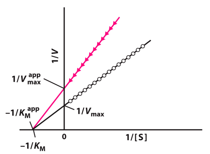Lineweaver Burk Noncompetitive: This graph shows the activity of a/an ____.