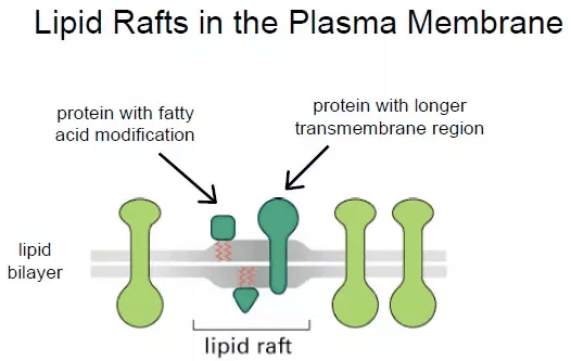Lipids move freely in the plane of the cell membrane and can assemble into lipid rafts