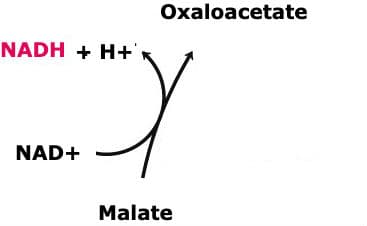 Malate Dehydrogenase: The above reaction is from the citric acid cycle. The enzyme that catalyzes this reaction is ____.