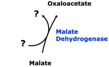 Malate Dehydrogenase Reactants: The above reaction is from the citric acid cycle. This reaction requires ____.