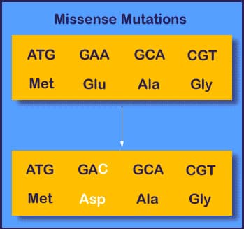 A/an missense mutation produces a codon that codes for a different amino acid