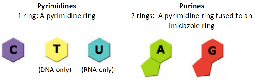 Nitrogenous Bases: Chargaff’s rules states that, in DNA, the number of purines must equal the number of pyrimidines .