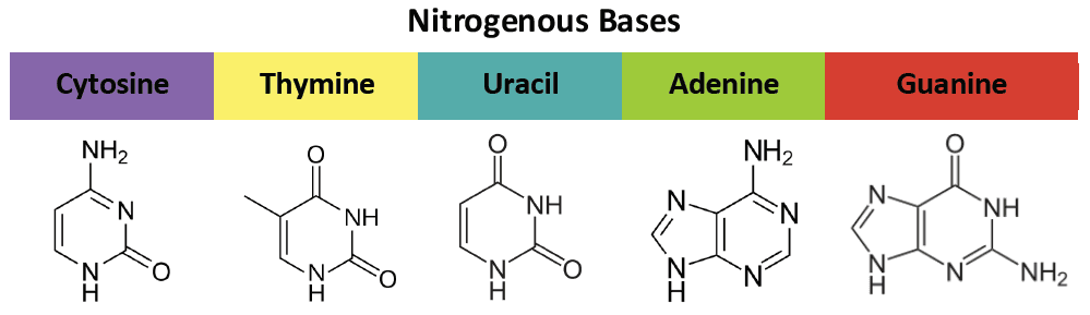 The nitrogenous bases in DNA and RNA include: Guanine Cytosine Adenine Thymine (DNA only) Uracil (RNA only)