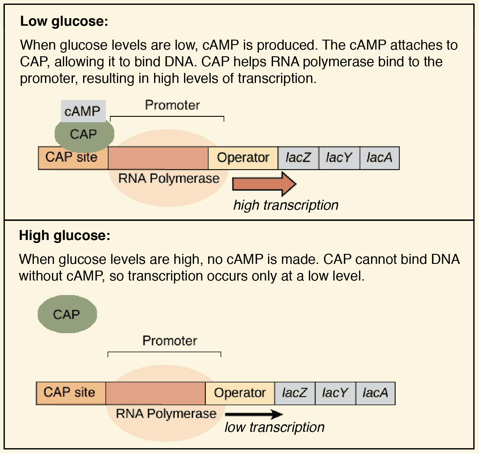 An operon activator turns the operon on