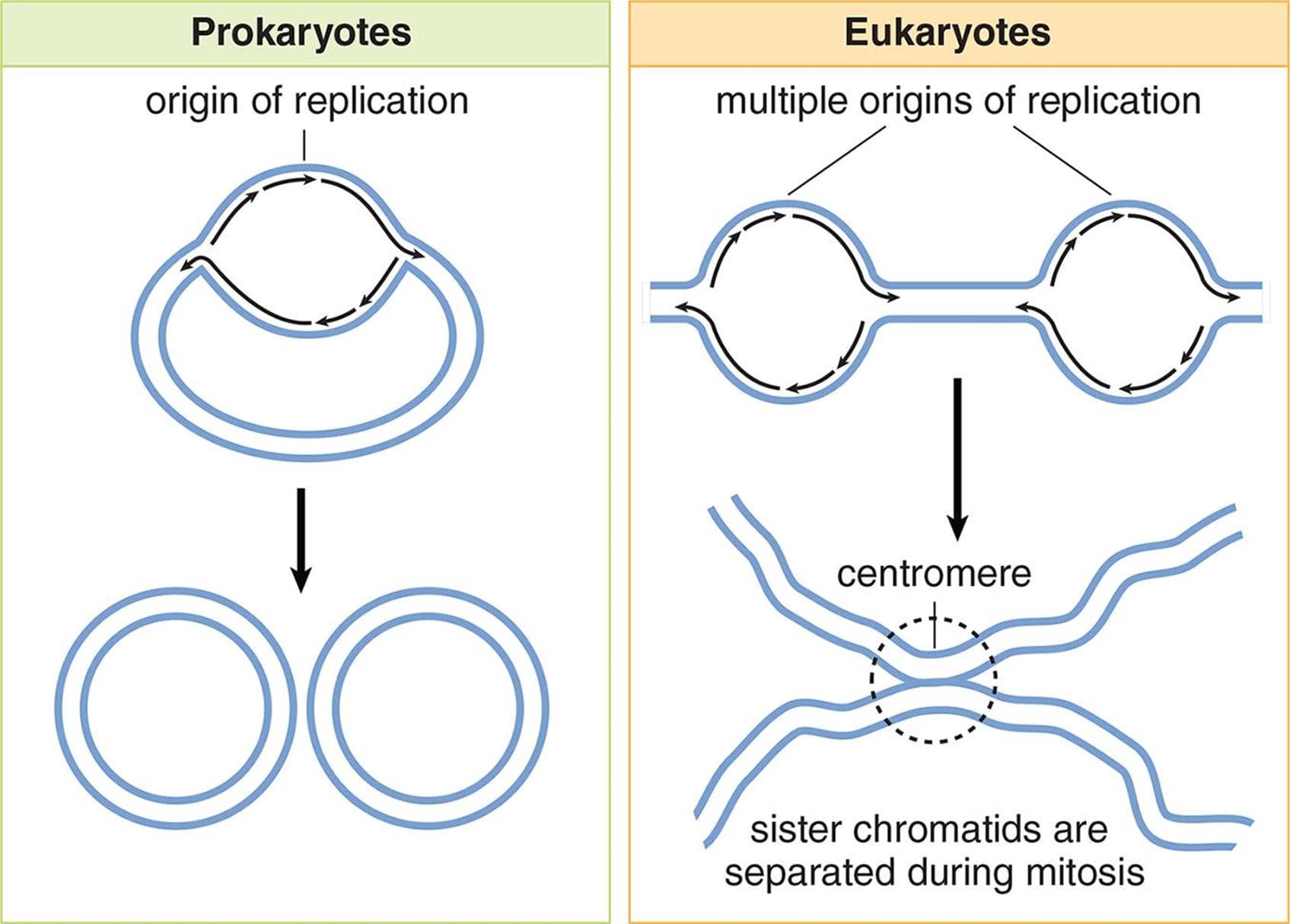 Origin of Replication: Prokaryotes have 1 origin(s) of replication and eukaryotes have multiple origin(s) of replication