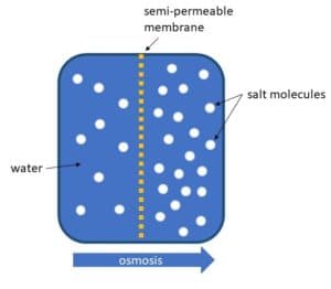 Osmosis is a form of passive transport and describes the diffusion of water across a selectively permeable membrane .