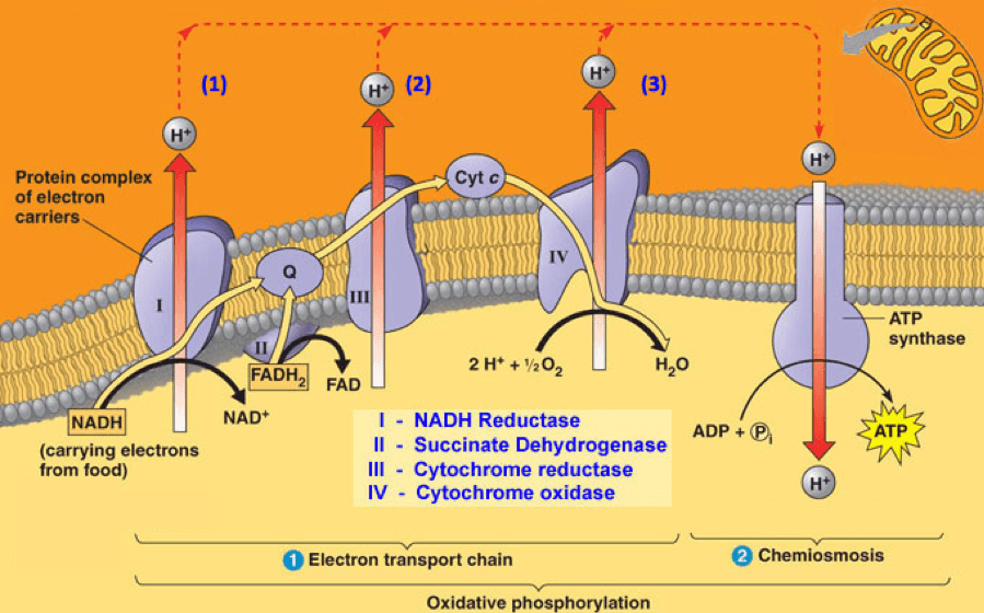 Oxidative Phosphorylation: The citric acid cycle sends electrons to the electron transport chain within the electron carriers: NADH and FADH 2 .