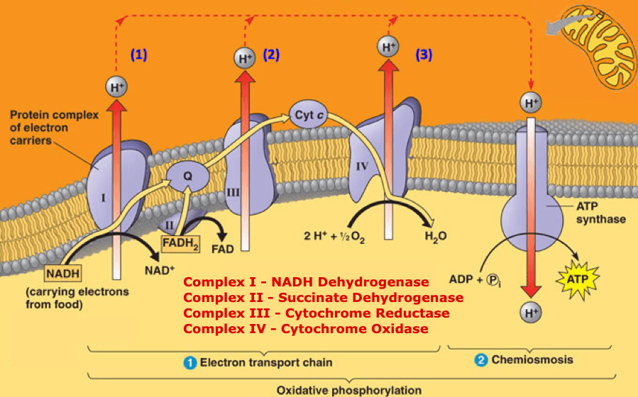 Oxidative Phosphorylation: The ETC creates a proton concentration gradient that is used to power ATP synthase .