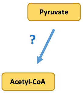 The protein complex that performs ____ is pyruvate dehydrogenase complex