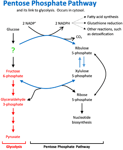 Pentose Phosphate Pathway Glucose 6 Phosphate: Glycolysis sends ____ to the pentose phosphate pathway.