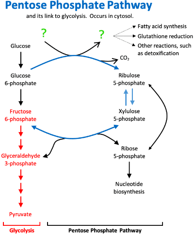 Pentose Phosphate Pathway NADPH: The pentose phosphate pathway converts ____.