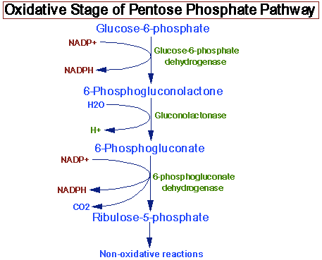 Pentose Phosphate Pathway Oxidative Stage: The rate limiting enzyme of the pentose phosphate pathway is glucose 6-phosphate dehydrogenase.
