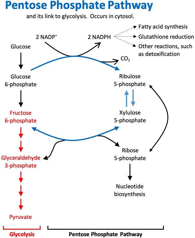 The pentose phosphate pathway is also known as the hexose monophosphate (HMP) shunt.