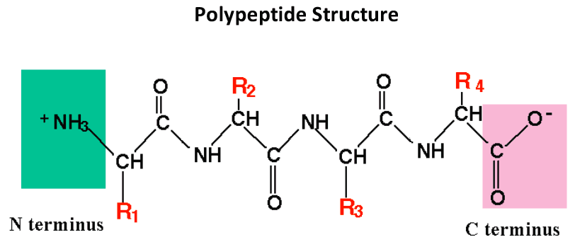 Peptide bonds link the ____ of the next amino acid.