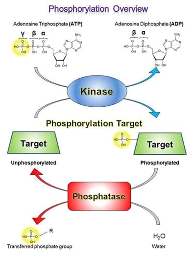 Phosphorylation is the chemical addition of a phosphoryl group (PO 3 - ) to an organic molecule.