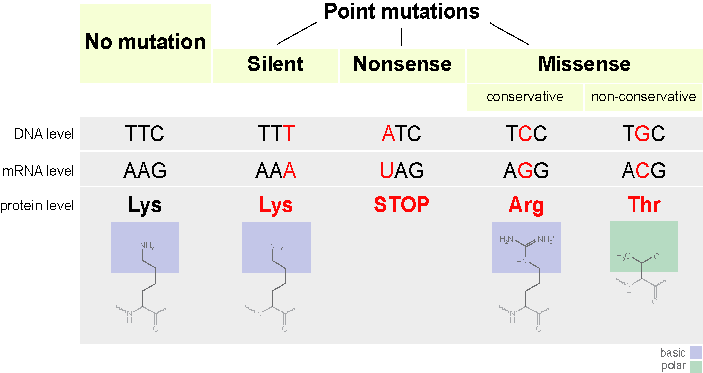 Point Mutations: A/an point mutation is a genetic mutation where a single nucleotide base is changed , inserted or deleted from a sequen…