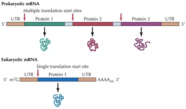 Polycistronic Genes: A/an polycistronic gene is a segment of prokaryotic mRNA that encodes several protein(s)