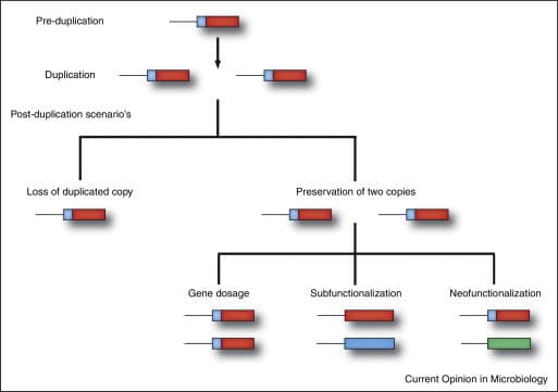 Eukaryotic cells accomplish expression increase through enhancers and gene duplication.