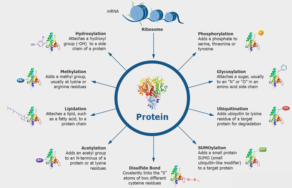 Post Translational Modifications: Post- translational modifications are modifications that occur to a protein after it has been fully formed in translati…