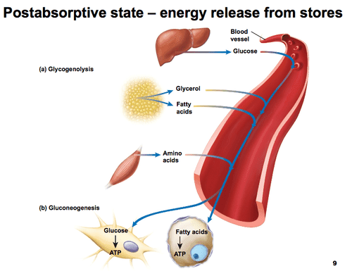 The postabsorptive state occurs after digestion and absorption. The body must rely on energy stores such as glycogen fo…