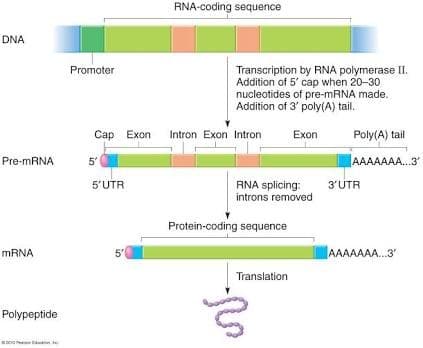 Posttranscriptional Modification: Post- transcription al modification is the process in eukaryotic cells where primary transcript RNA is converted into m…