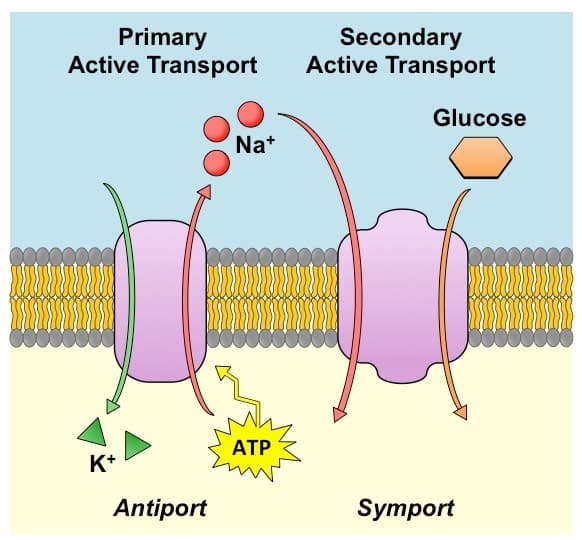 Primary Secondary Active Transport: The term symport is used during membrane transport when two particles flow in the same direction
