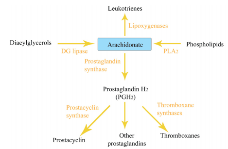 Prostaglandins are lipid compounds that are signaling molecules and regulate cAMP levels