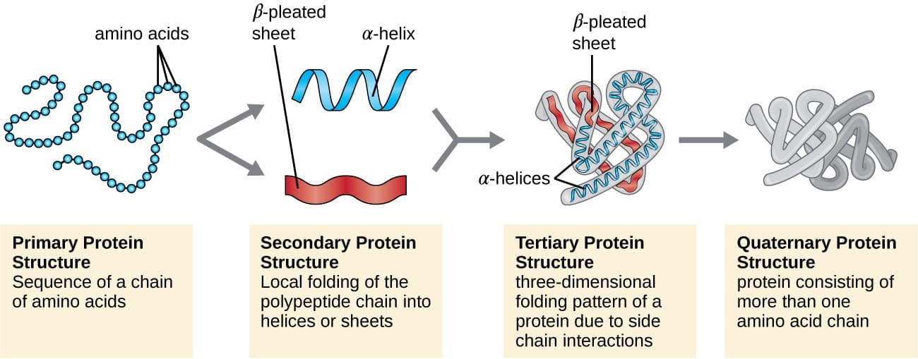 Protein Structure: The 4° structure of proteins is the interaction between peptides in proteins that contain multiple subunits.