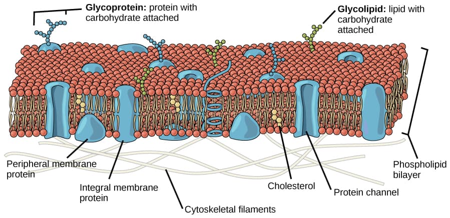 Protien and Carb Movement: Proteins and carbohydrates may move within the membrane, but are slowed by their relatively large size