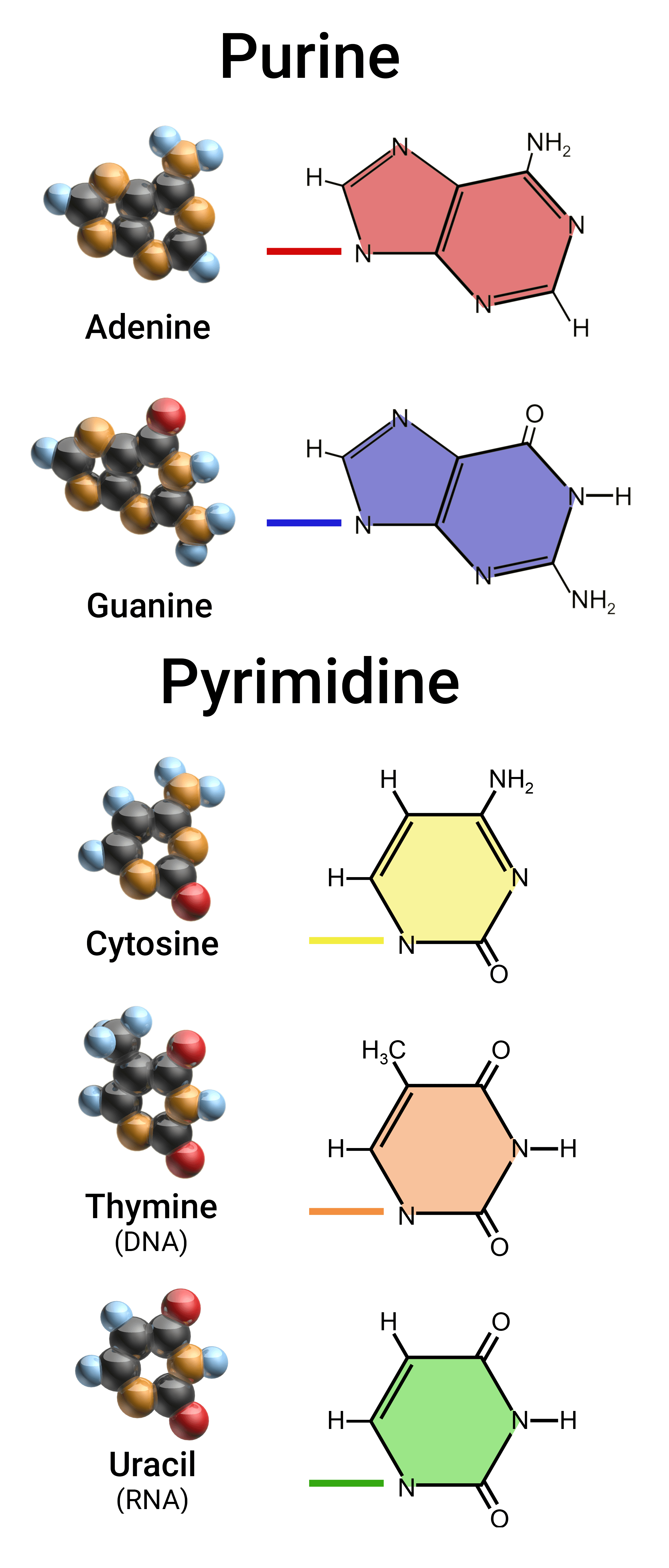 Purine and Pyrimidine: Uracil is a pyrimidine.