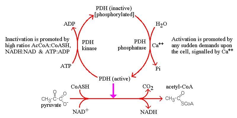 Pyruvate dehydrogenase complex is turned off when it is phosphorylated.