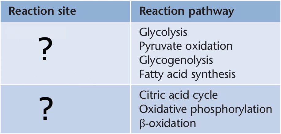 Reaction Pathway Locations Blank: Glycolysis, pyruvate oxidation, glycogenolysis, and fatty acid synthesis all occur in the ____.