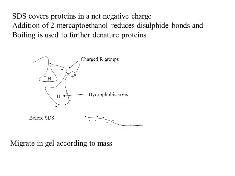 Reducing SDS PAGE: In SDS-PAGE, you can add an additional reducing agent called 2-mercaptoethanol to reduce disulfide bonds. This further…