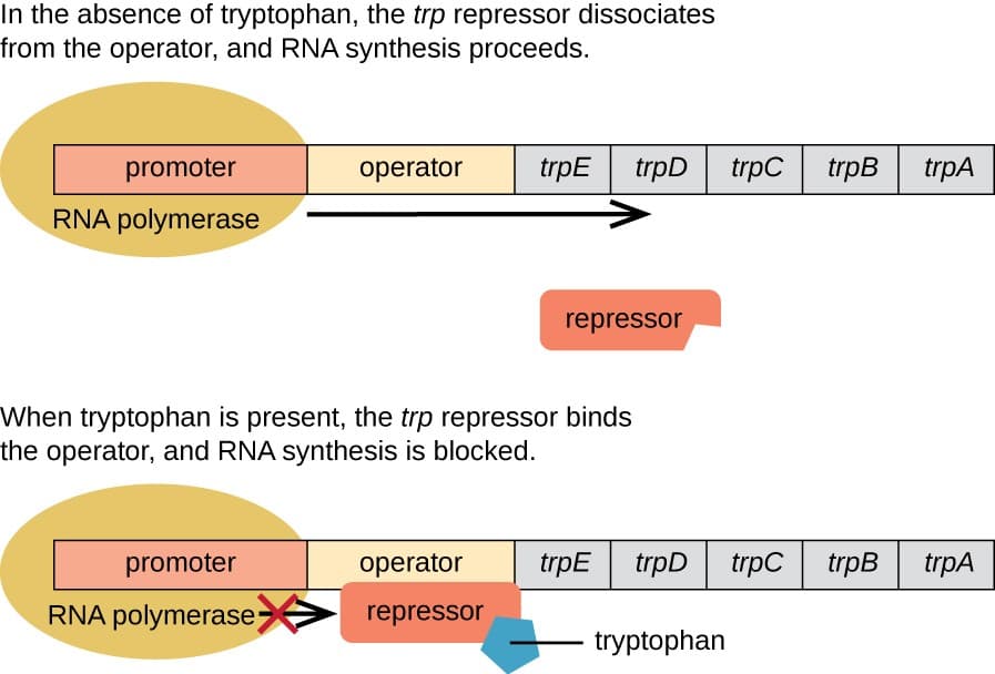 A repressible operon under normal conditions will proceed with transcription