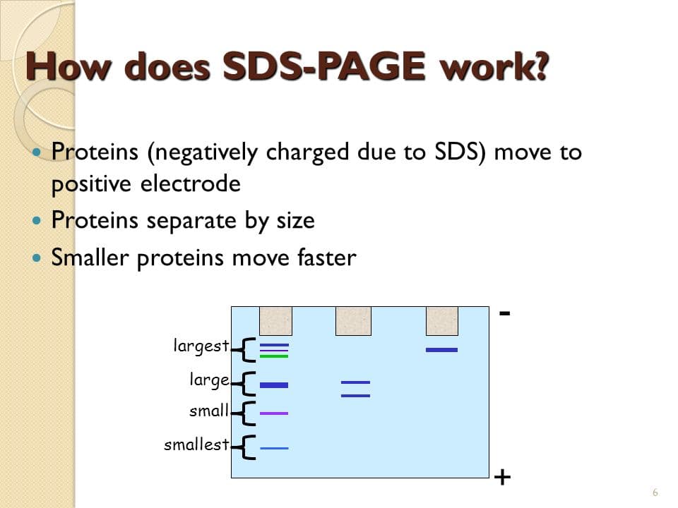 SDS PAGE: SDS-PAGE denatures proteins and separates them solely based on mass.