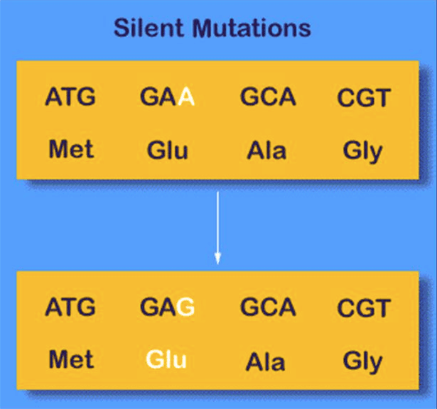 A/an silent mutation has no effect on protein synthesis